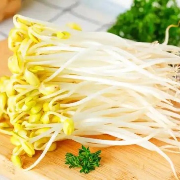 黄豆芽