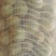 新2绿核桃