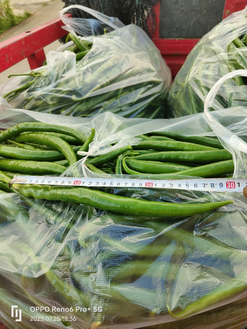 8号精品线椒