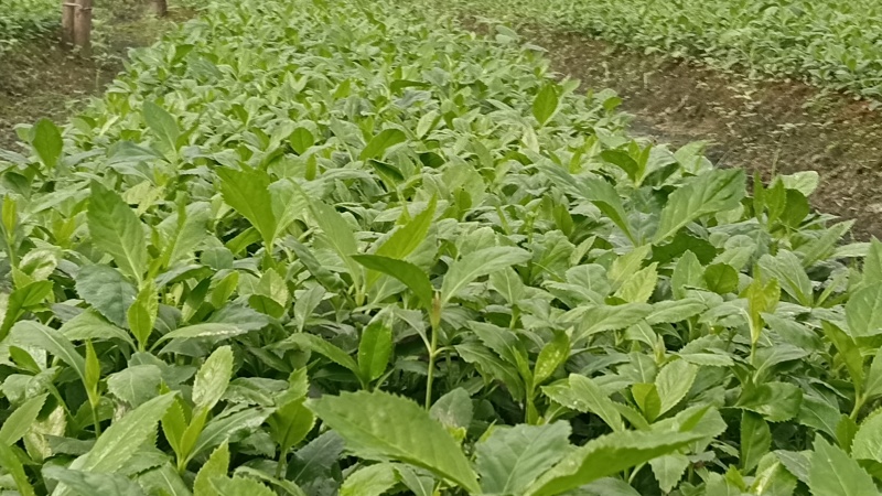 出售草珊瑚种苗