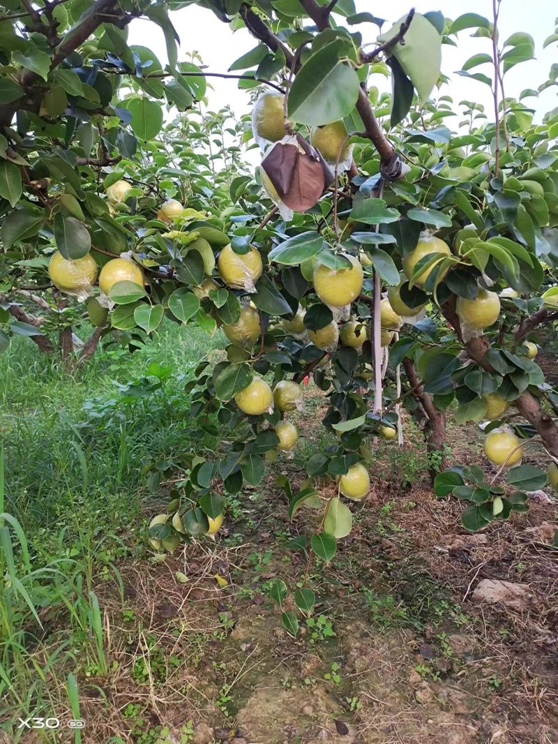 梨