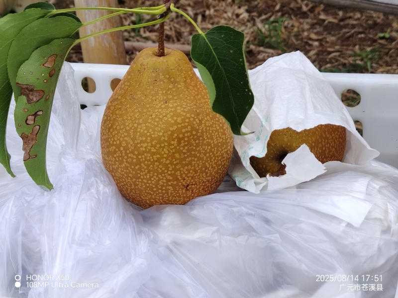 苍溪县雪梨正宗苍溪县雪梨正在热卖1