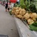 地萝卜