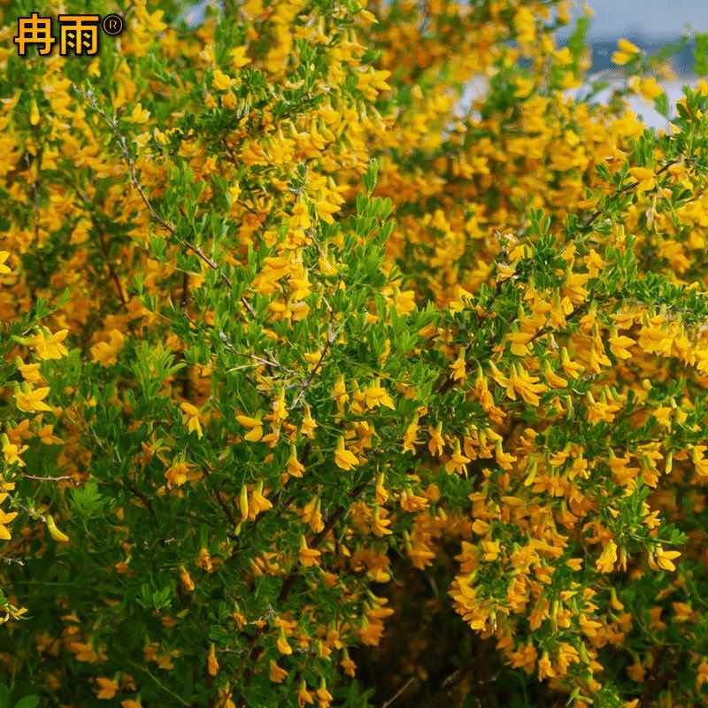 柠条种子拧条锦鸡儿绿肥牧草蜜源花固土护坡水土保持灌木白柠条籽
