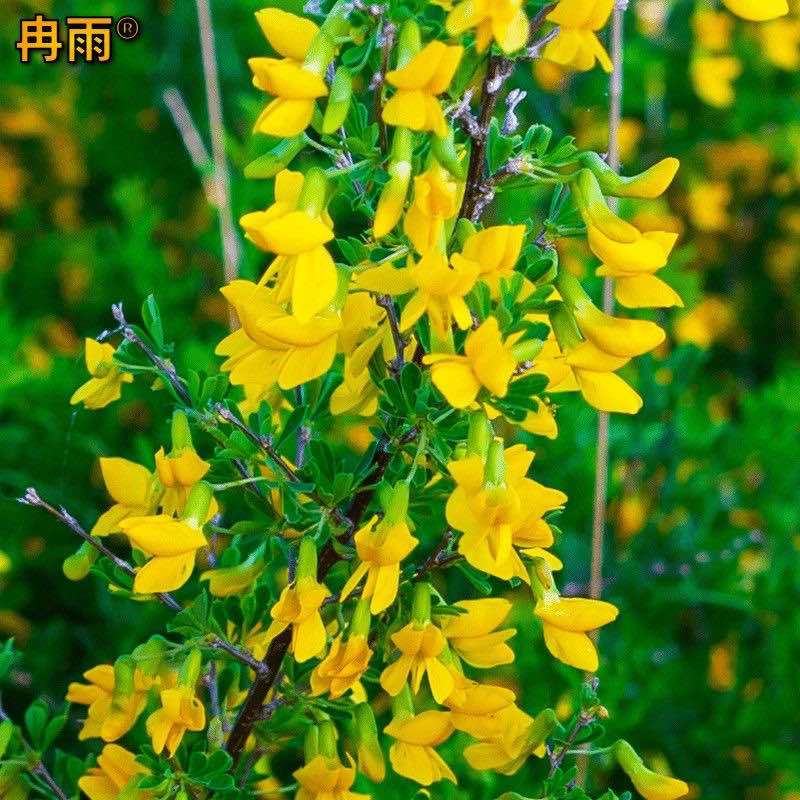 柠条种子拧条锦鸡儿绿肥牧草蜜源花固土护坡水土保持灌木白柠条籽