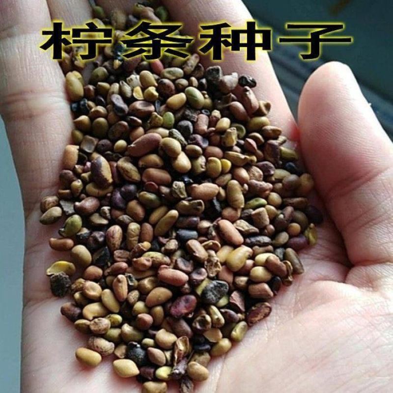 柠条种子拧条锦鸡儿绿肥牧草蜜源花固土护坡水土保持灌木白柠条籽