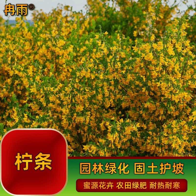 柠条种子拧条锦鸡儿绿肥牧草蜜源花固土护坡水土保持灌木白柠条籽