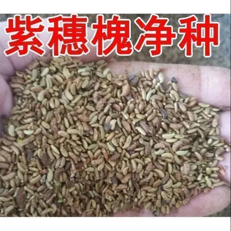 新采紫惠槐种子简单易种林木种子护坡种子紫穗槐种子刺槐