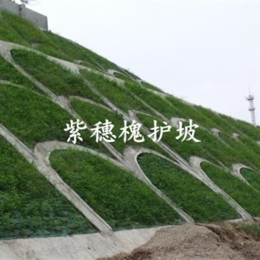 新采紫惠槐种子简单易种林木种子护坡种子紫穗槐种子刺槐