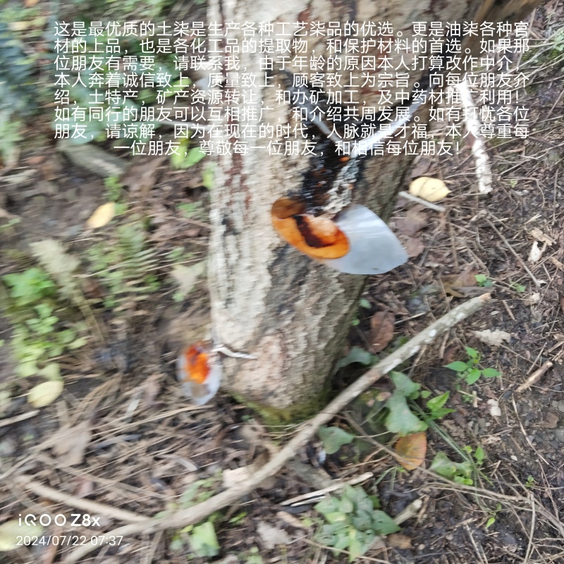 本地生柒