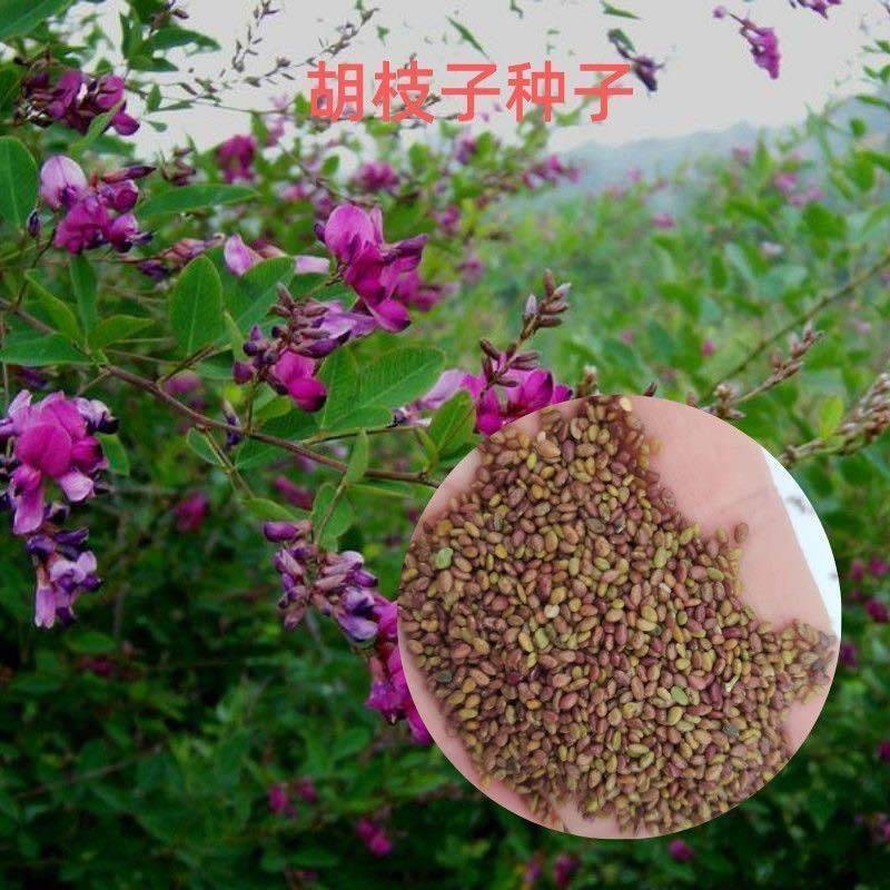 野生胡枝子种子随军茶牡荊过山龙豆叶柴羊古草假蓝根荊条三必