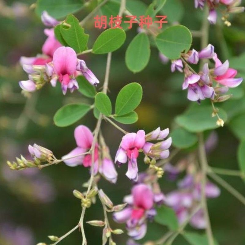 野生胡枝子种子随军茶牡荊过山龙豆叶柴羊古草假蓝根荊条三必