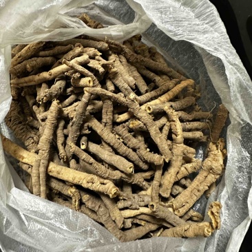 家里老人采挖的中药材-远志，大约有100斤出售