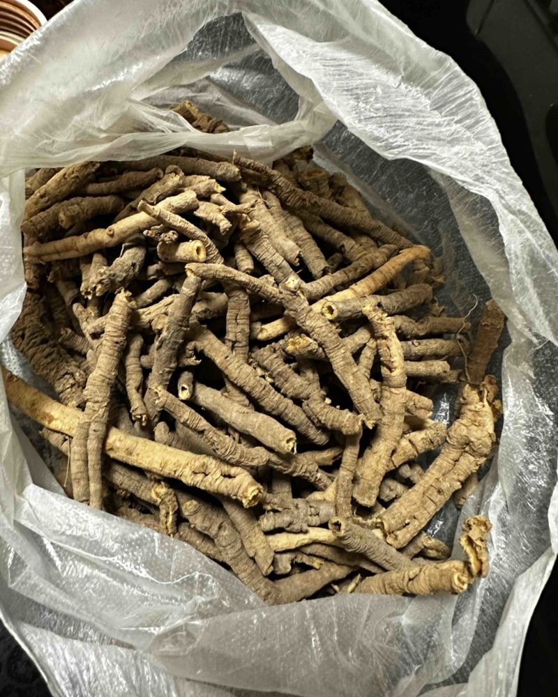 家里老人采挖的中药材-远志，大约有100斤出售