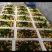 陕西大荔冬枣