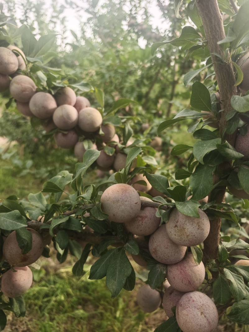 喀什恐龙蛋（味帝）