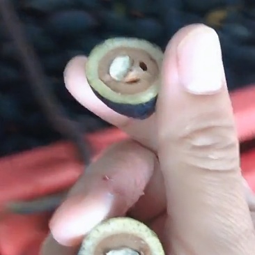 纯野生绿色产品：百年大乌榄（菜榄），有需要提前预定。