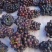 想收购0.8斤以上，口感好，无酸味的葡萄