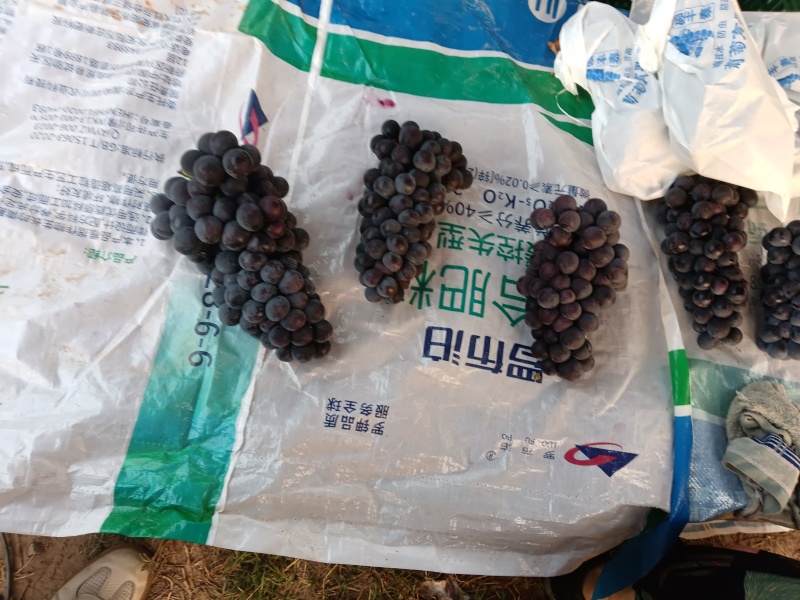 想收购0.8斤以上，口感好，无酸味的葡萄