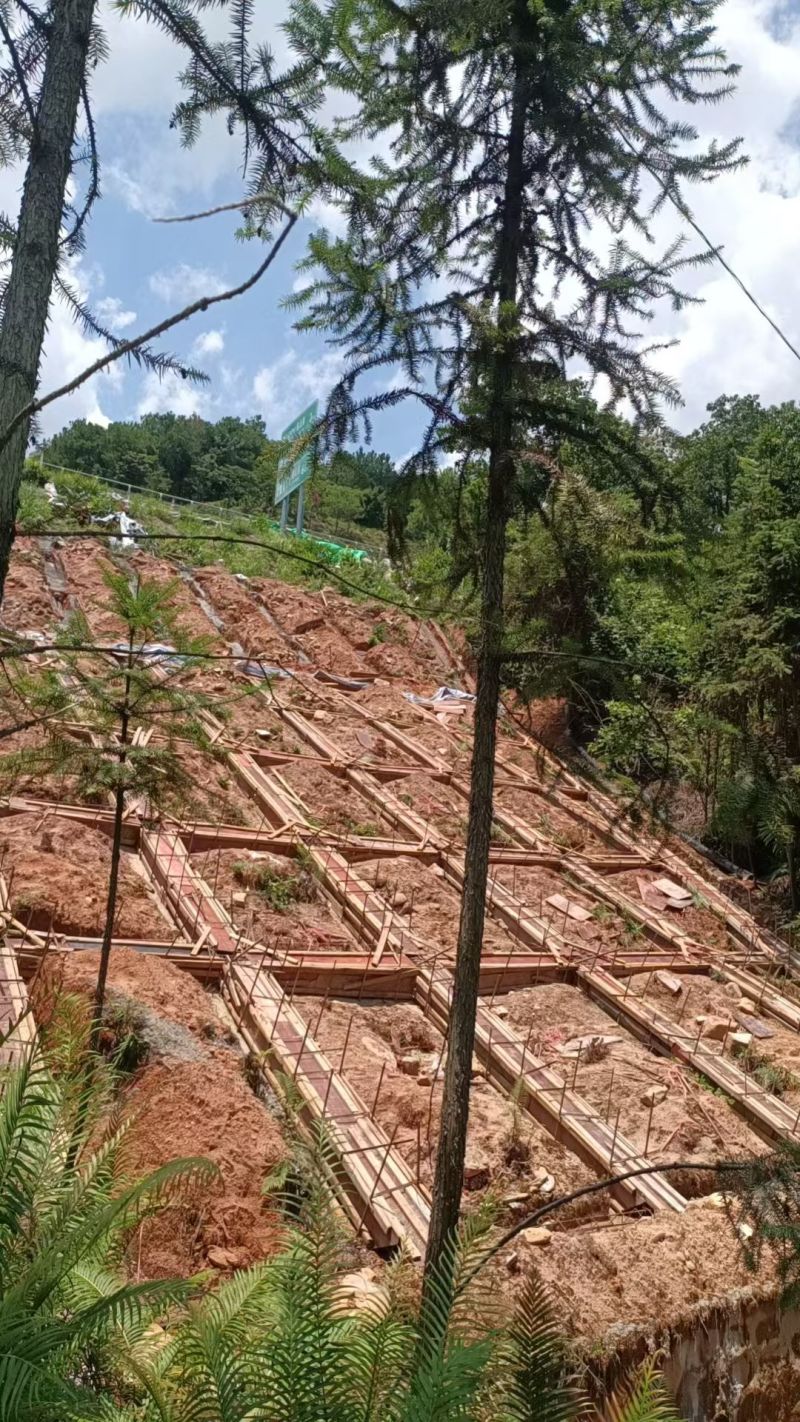 衫树，沙树14一16年