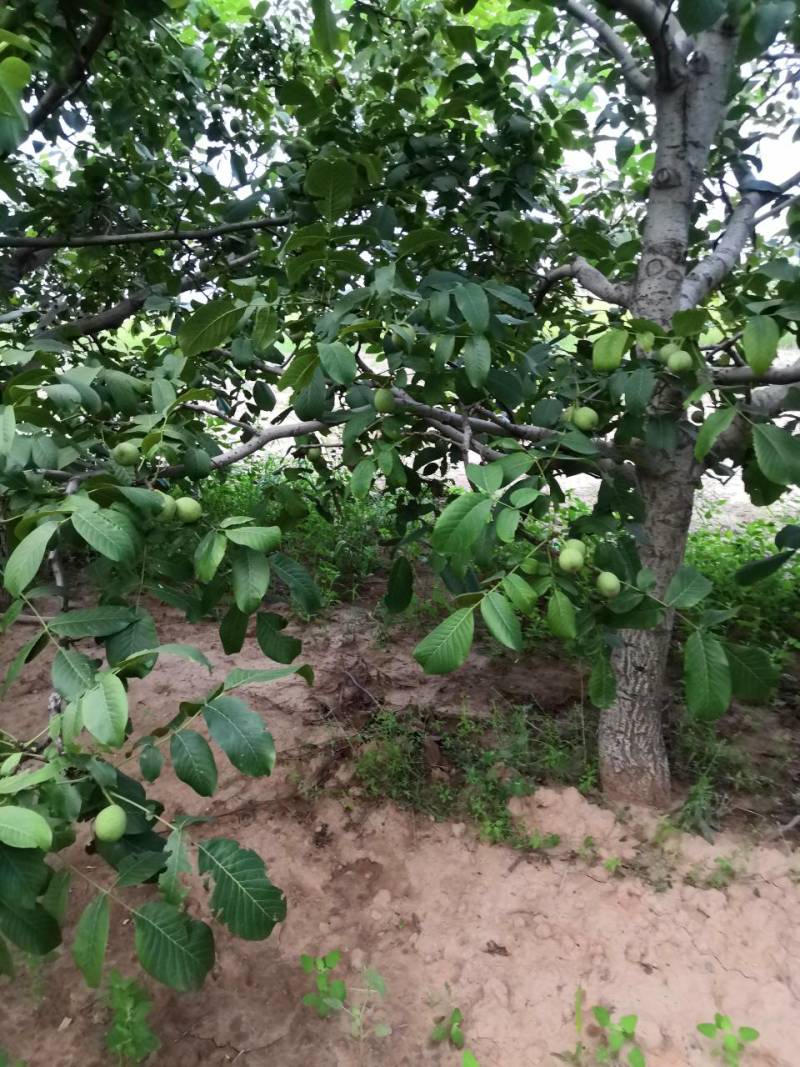 香灵核桃