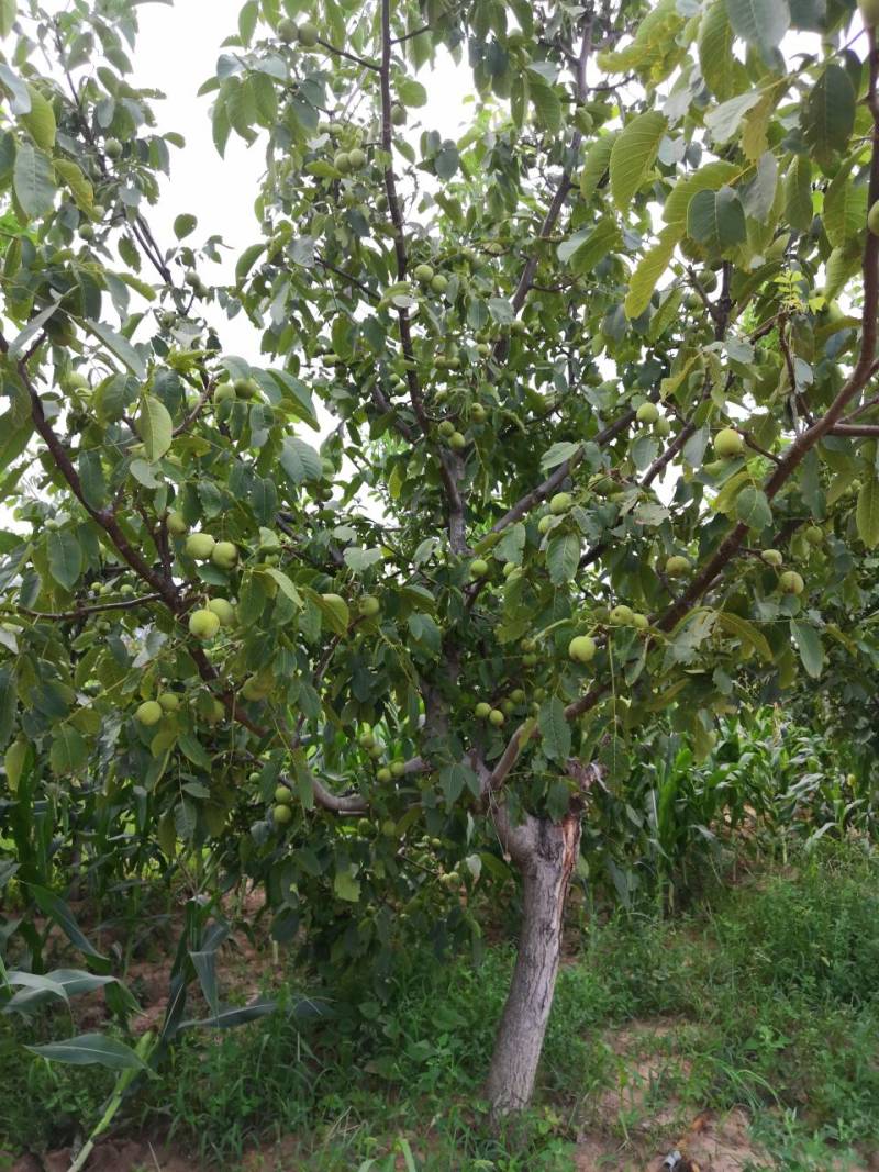 香灵核桃