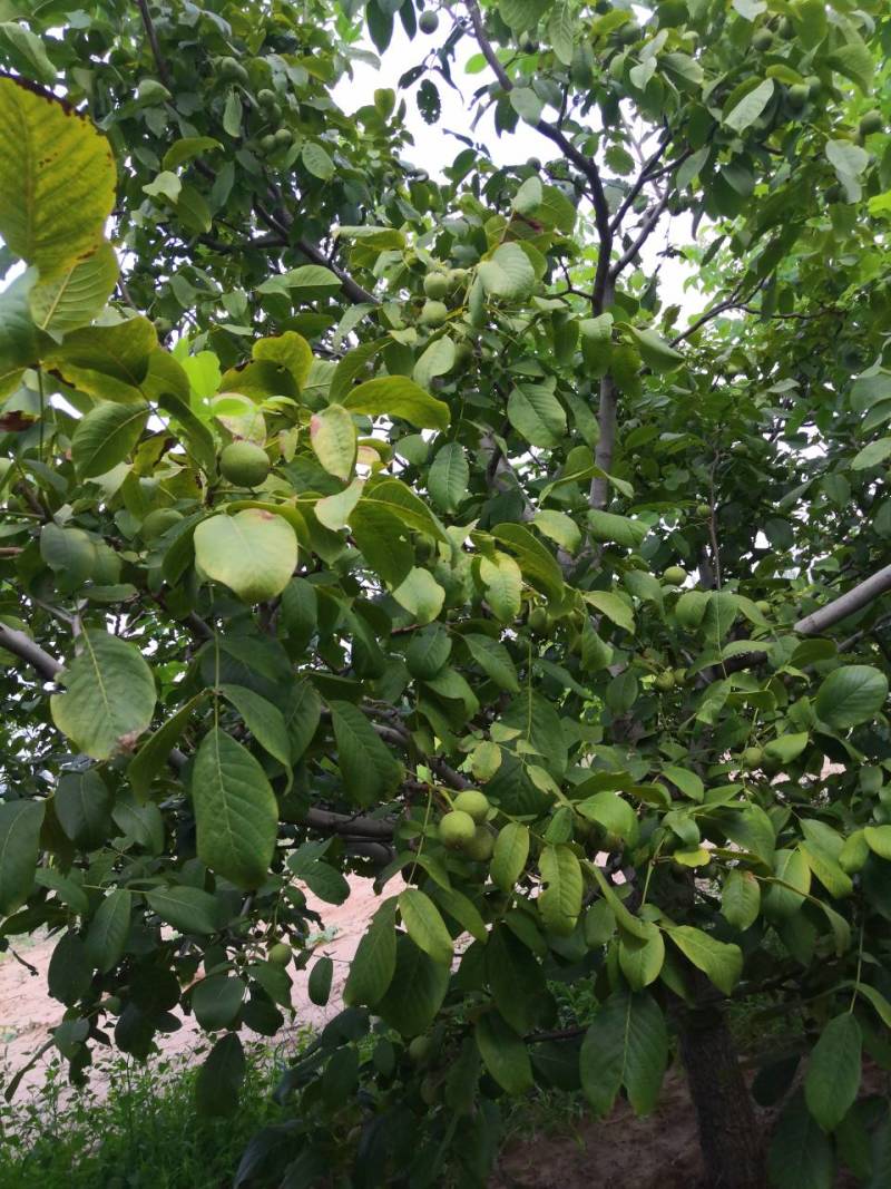 香灵核桃