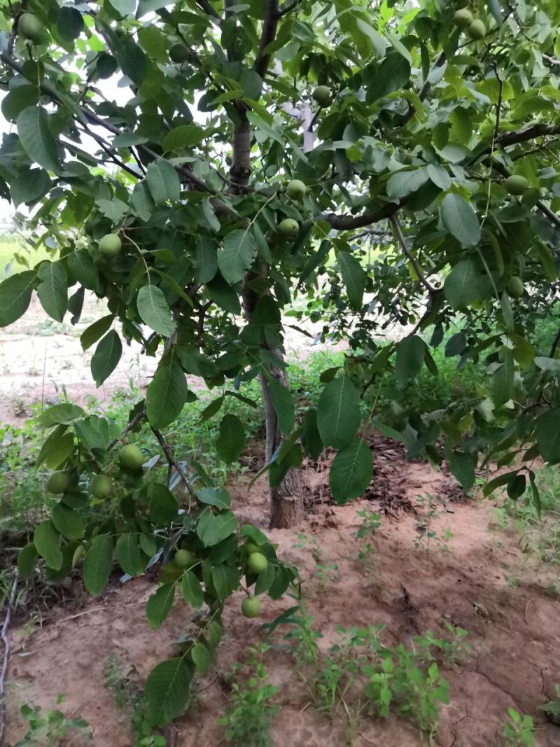 香灵核桃