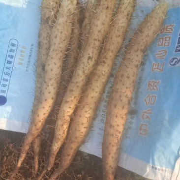 山东白玉牛腿山药