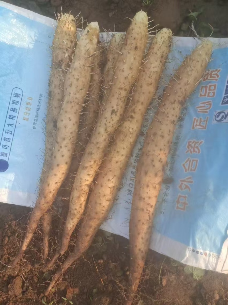 山东白玉牛腿山药