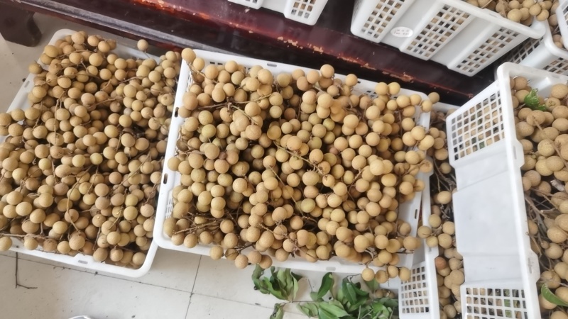 平南石峡龙眼，皮薄肉厚核小，很甜很好吃的那种。