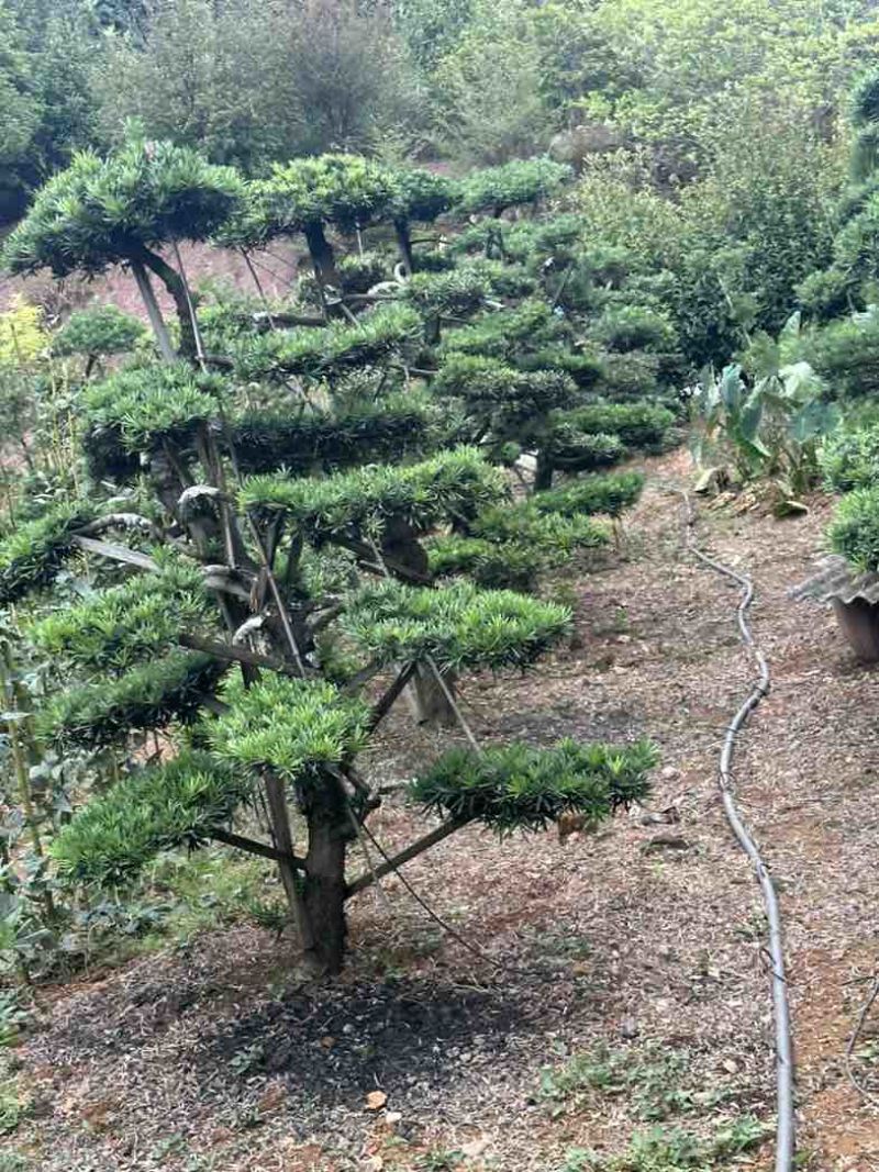 苗木