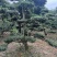 苗木