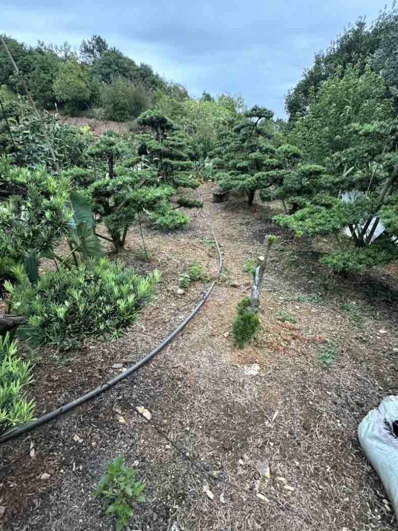 苗木
