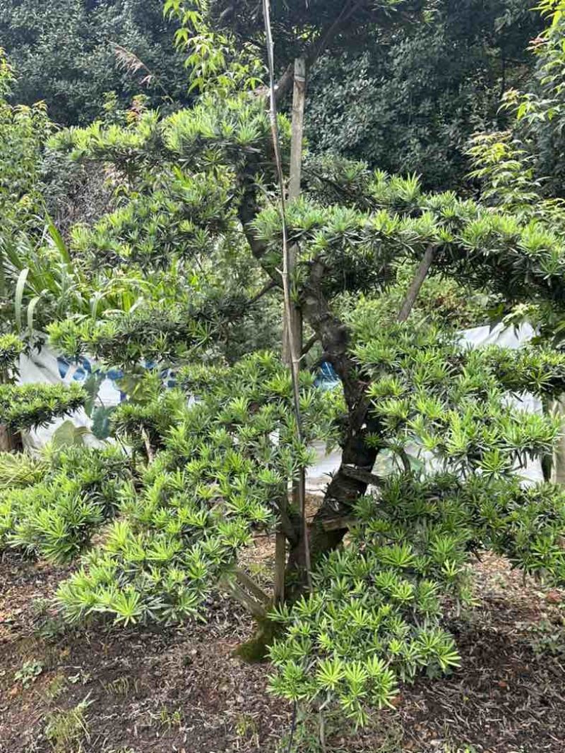 苗木