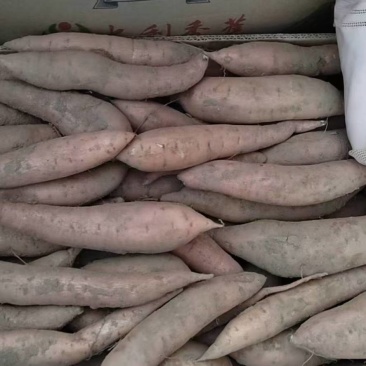 红薯，大量出售陕薯一号