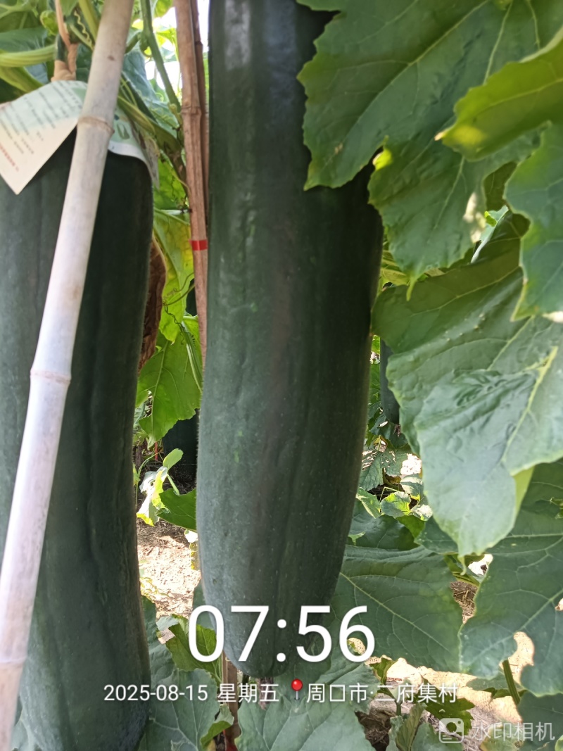 黑皮吊冬瓜