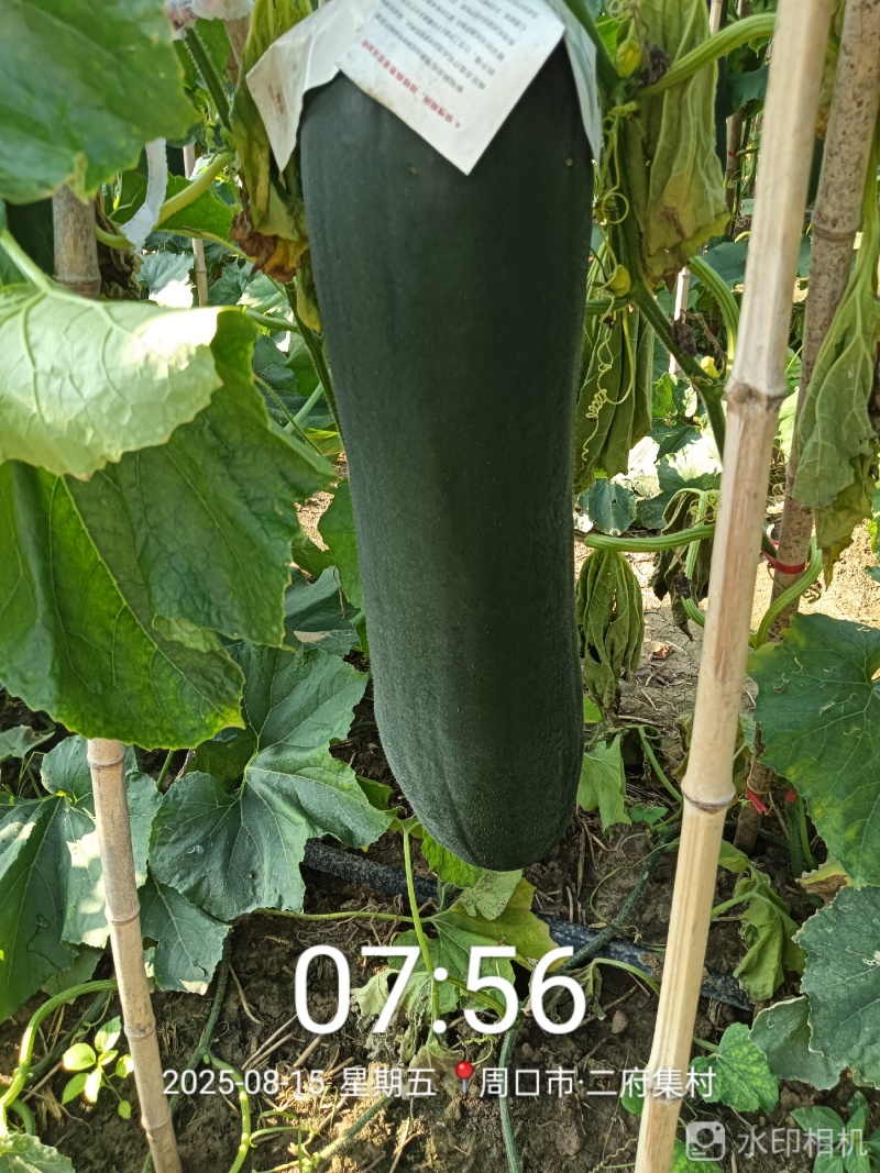 黑皮吊冬瓜