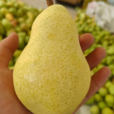 甘肃天水香蕉梨