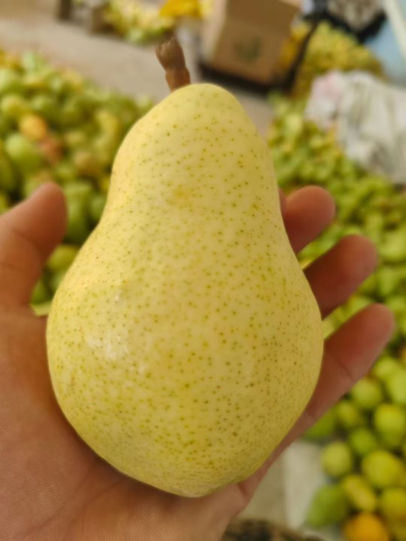 甘肃天水香蕉梨