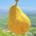 甘肃天水香蕉梨