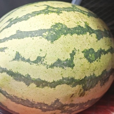 甘肃西瓜