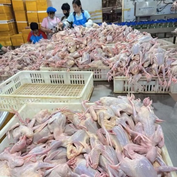 真空包装鸽子，价格优惠，质量有保障工厂直发