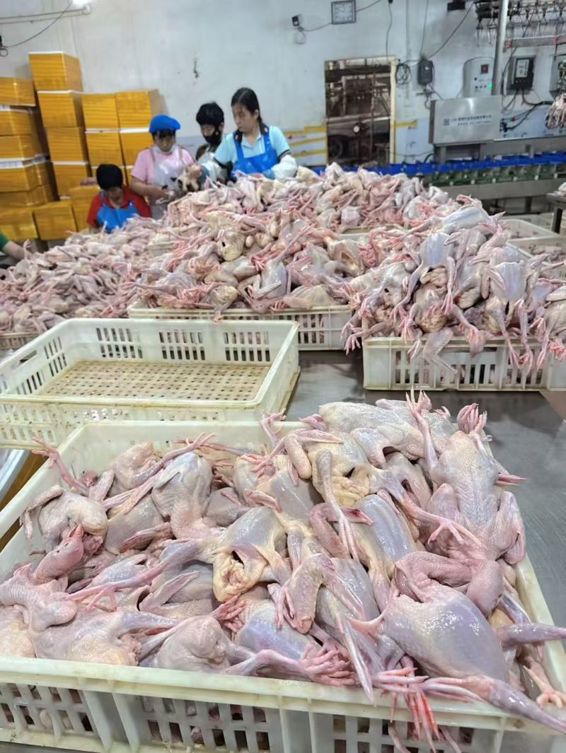 真空包装鸽子，价格优惠，质量有保障工厂直发
