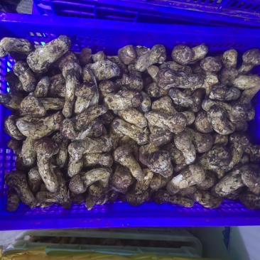 云南新鲜野生松茸