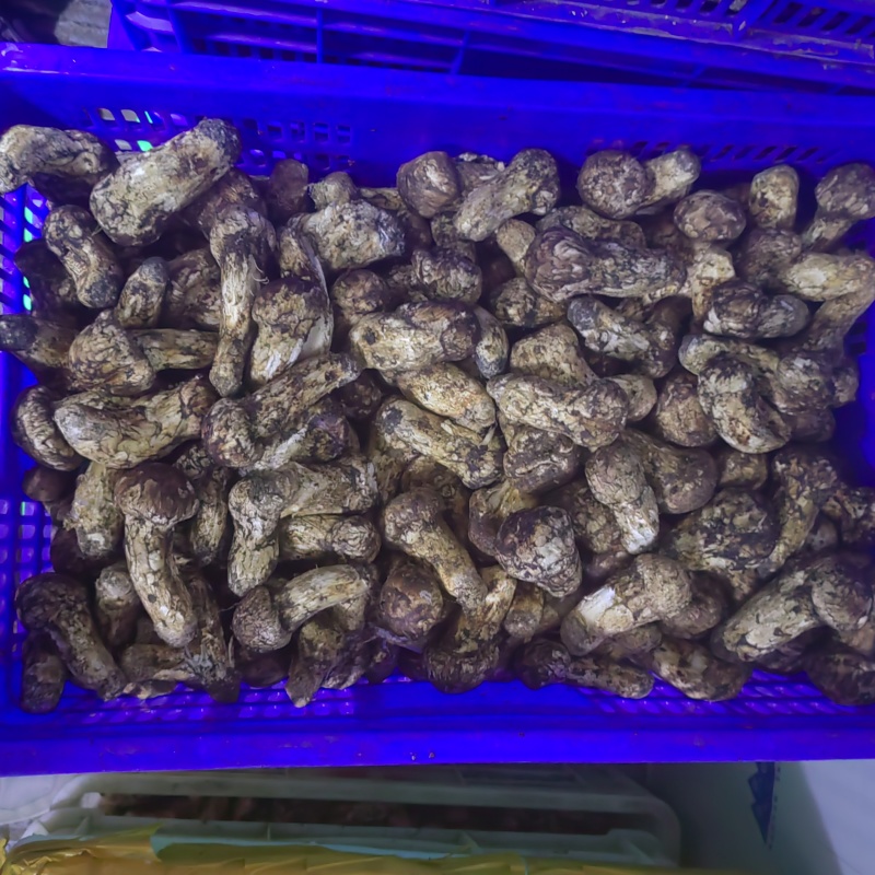 云南新鲜野生松茸