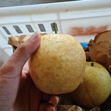 翠玉梨