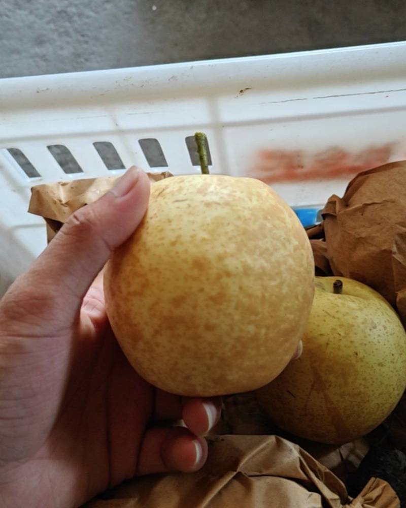 翠玉梨