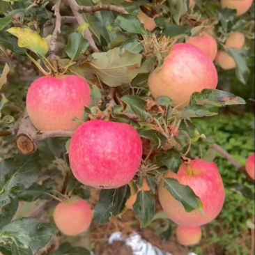 大量噶啦苹果成熟