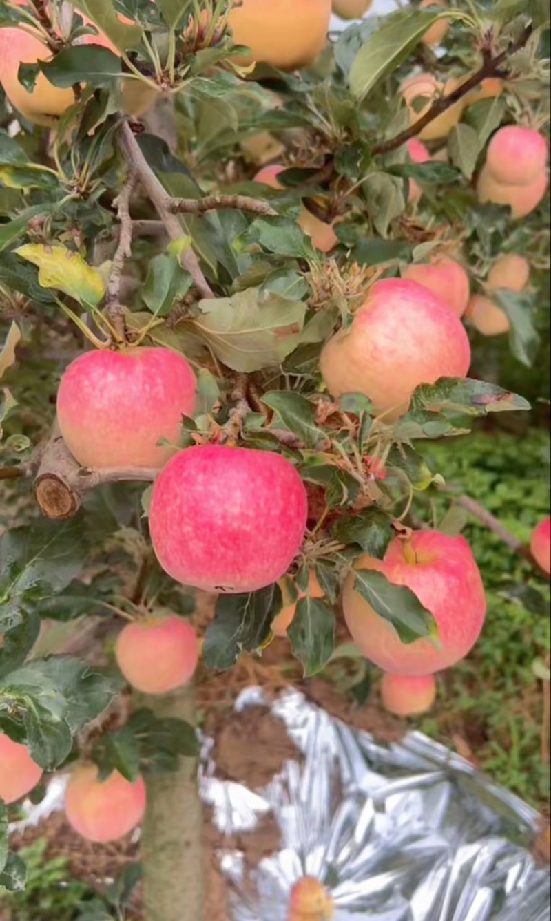 大量噶啦苹果成熟